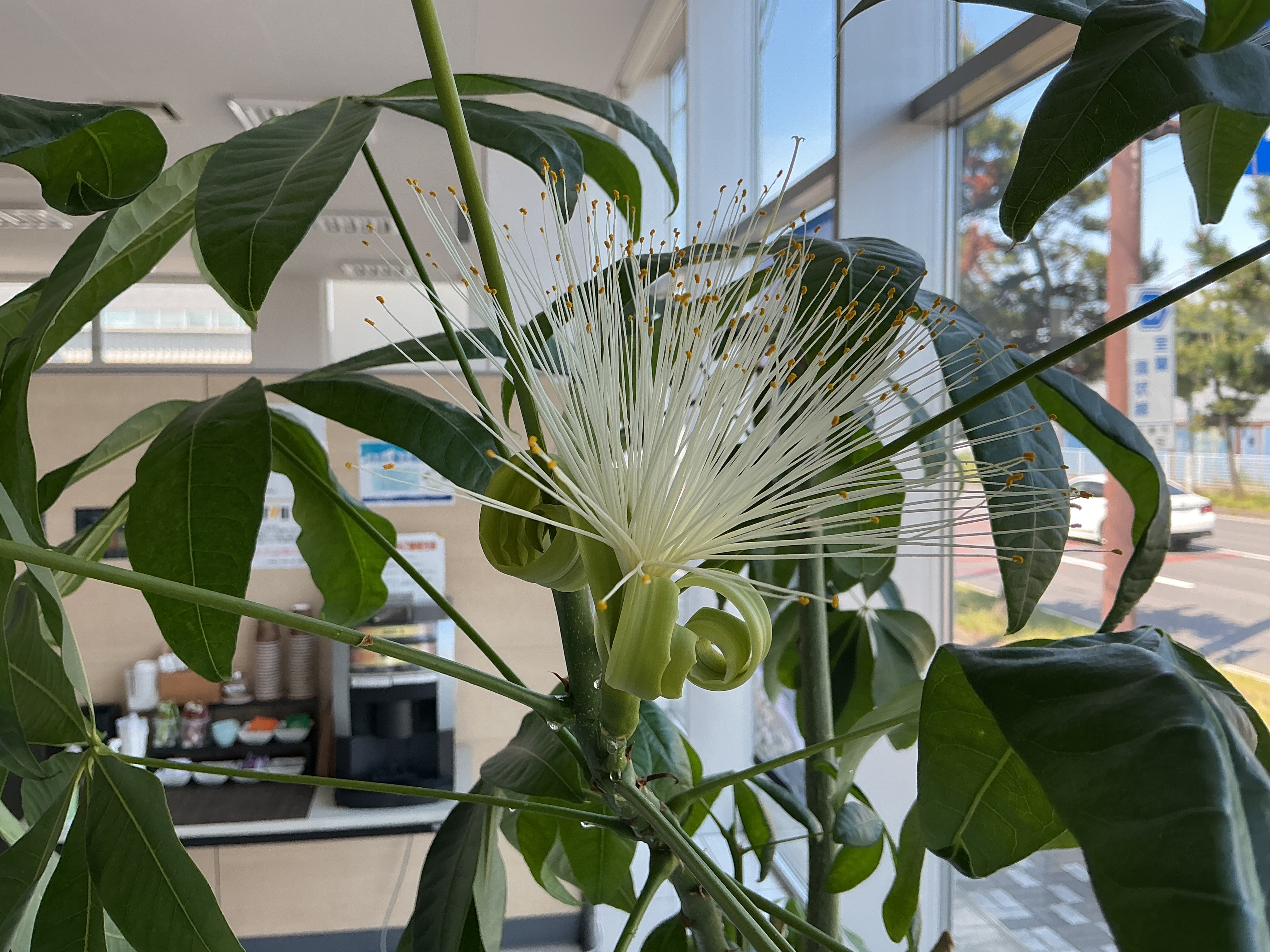 flower.jpeg